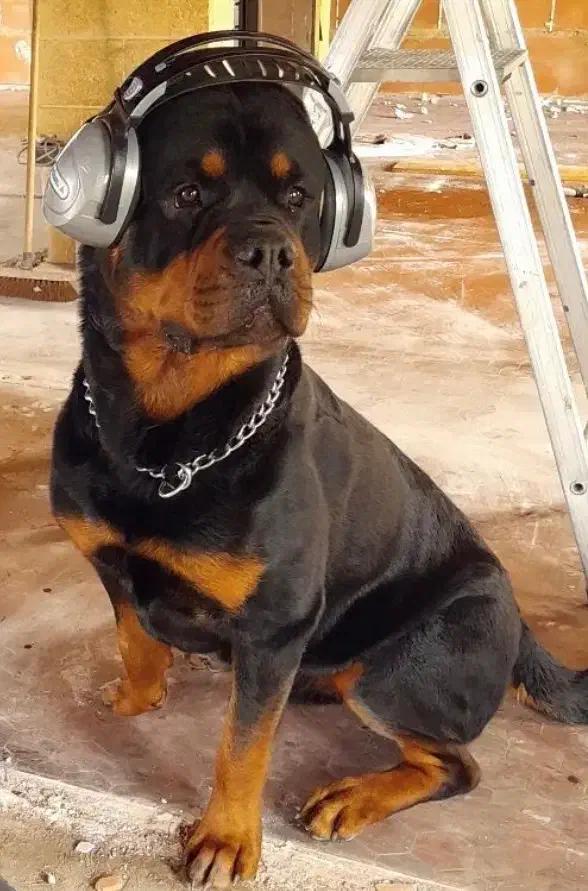 روتوایلر اروپایی|سگ|کوهسار (البرز), |دیوار