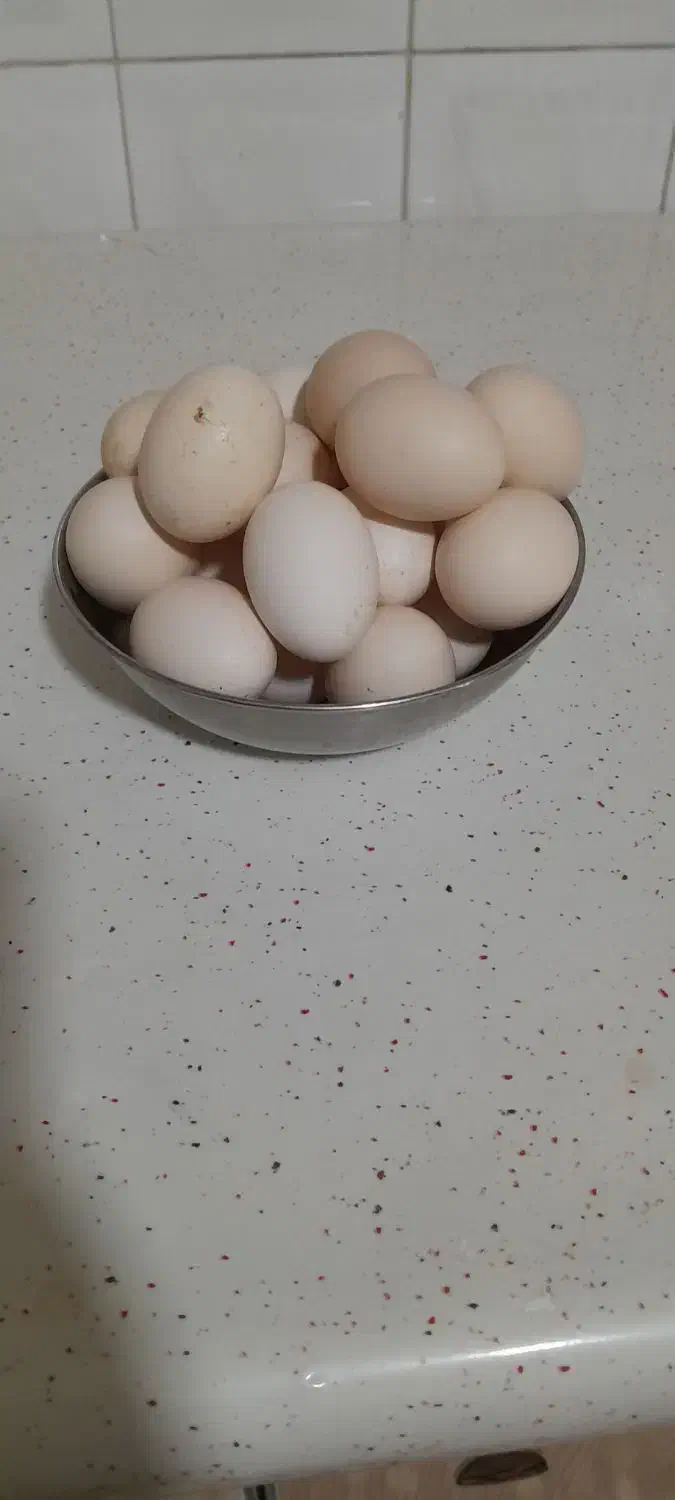 تخم مرغ بومی ارگانیک|خوردنی و آشامیدنی|اصفهان, محله اسلامی|دیوار