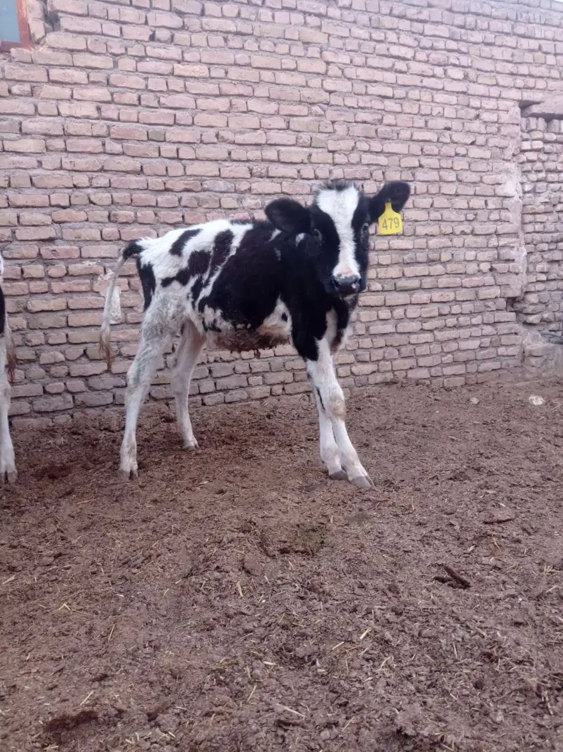 گاو گوساله تلیسه|حیوانات مزرعه|تربت جام, میان جام|دیوار