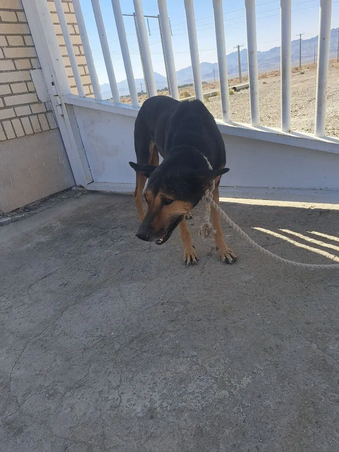 سگ ماده ژرمن|سگ|سراوان, |دیوار