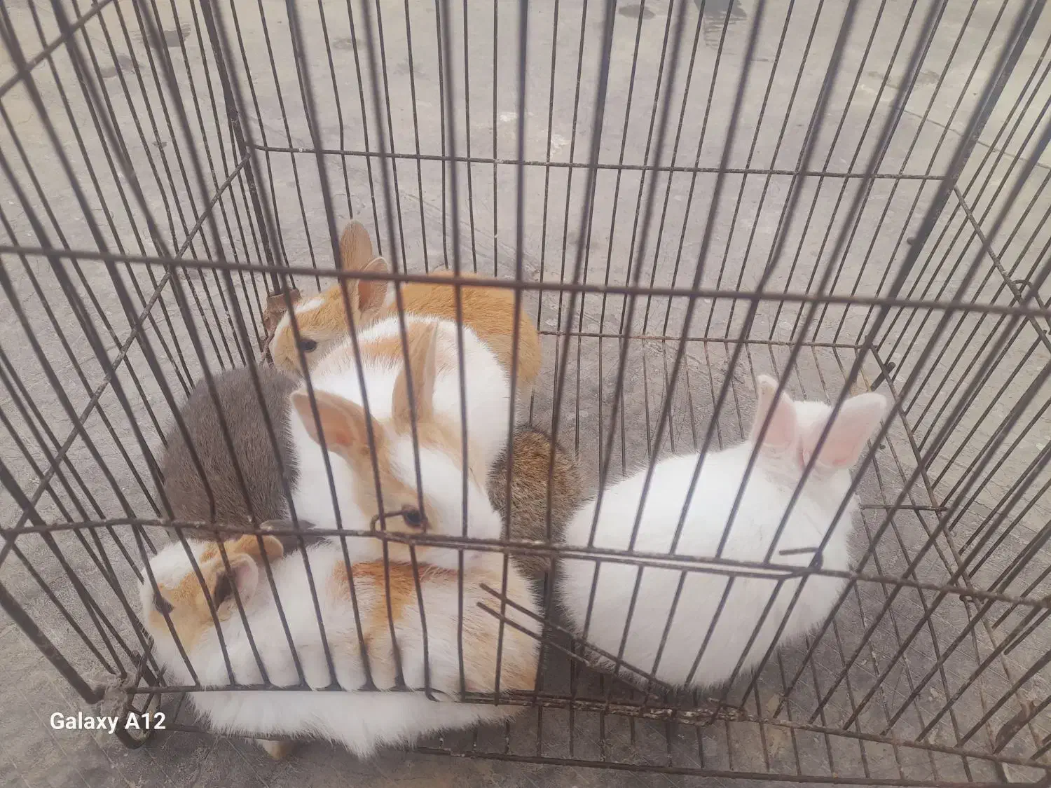 خرگوش|موش و خرگوش|نگین شهر, |دیوار