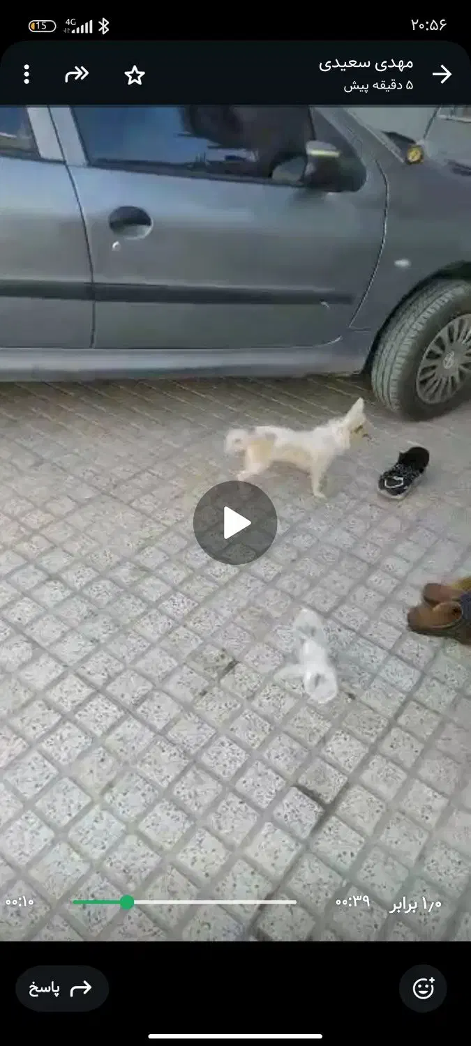 سگ پامر|سگ|جیرفت, |دیوار