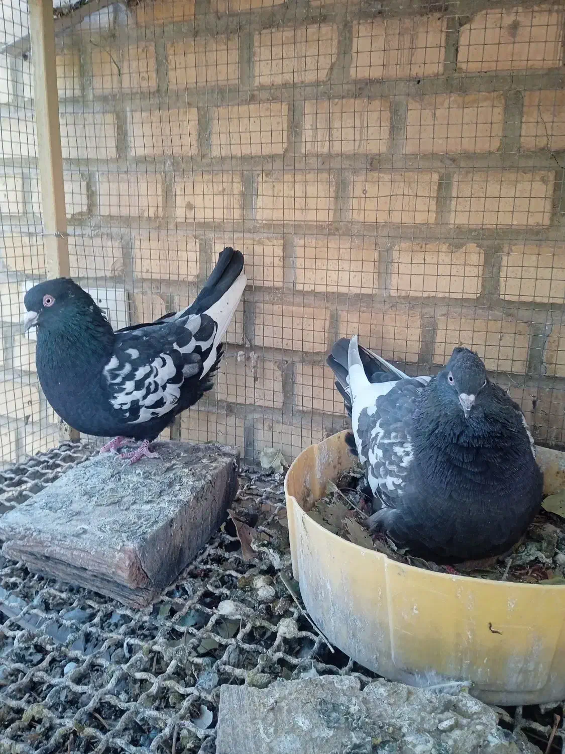 تعدادی کبوترسینه ای زاغ چشم ونوک ویک عددزیل|پرنده|فولادشهر, A4|دیوار