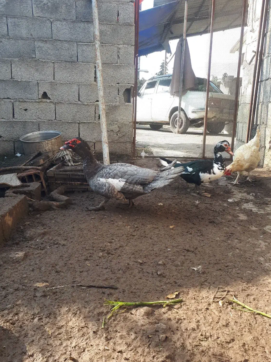 اردک اسرائیلی طوسی نر|حیوانات مزرعه|قائم‌شهر, |دیوار