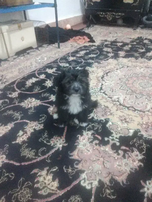 شیتزو ماده|سگ|تربت جام, شهرک آزادگان|دیوار