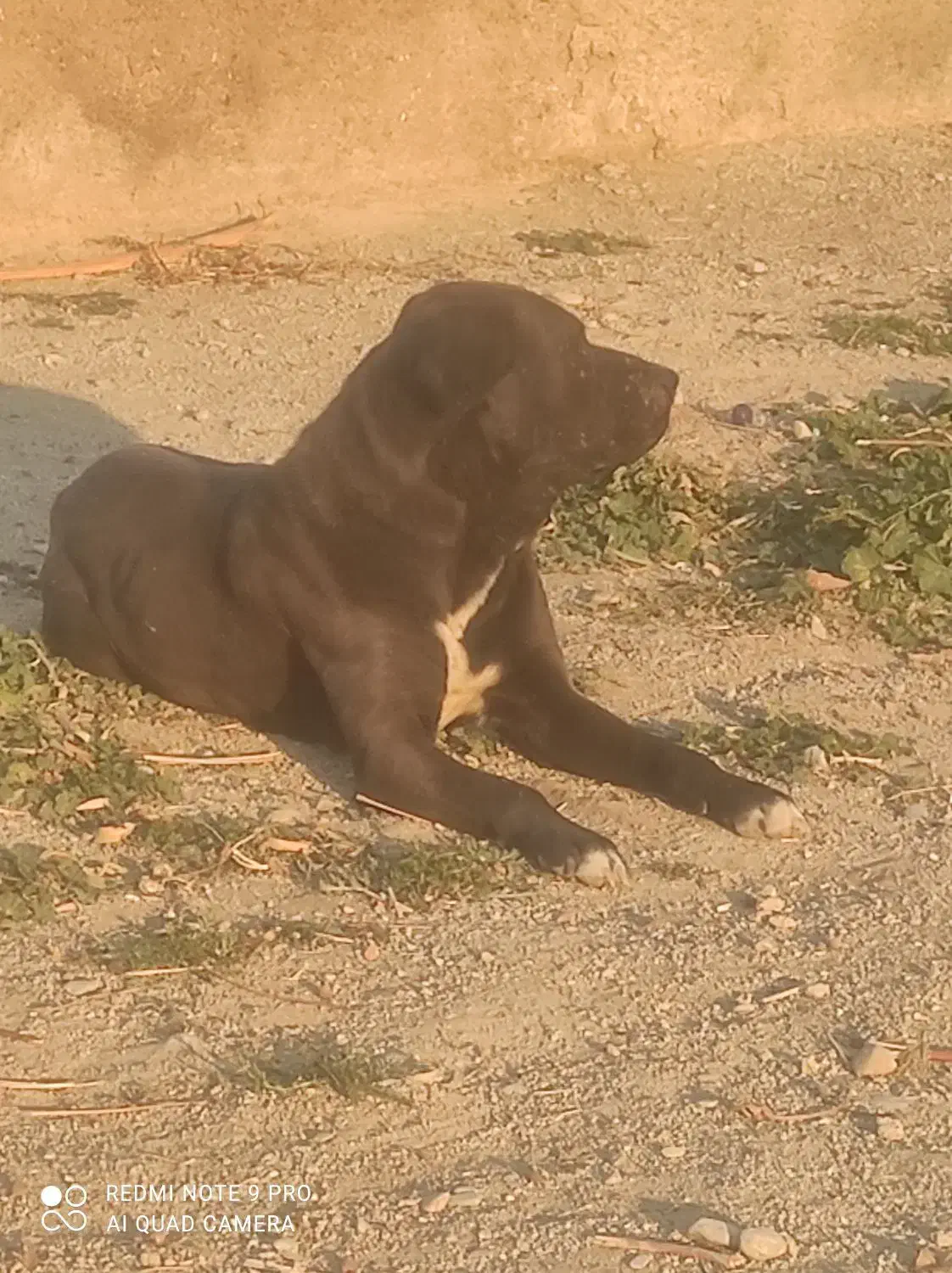 سلام معاوضه با سگ ژرمن|سگ|ورامین, شهرک فجر|دیوار