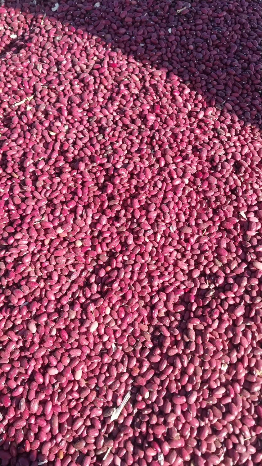 لوبیا قرمز درجه ۱|خوردنی و آشامیدنی|پشتکوه (فارس), |دیوار