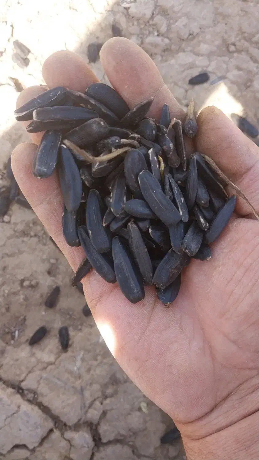 تخمه|عمده‌فروشی|انگوران, |دیوار