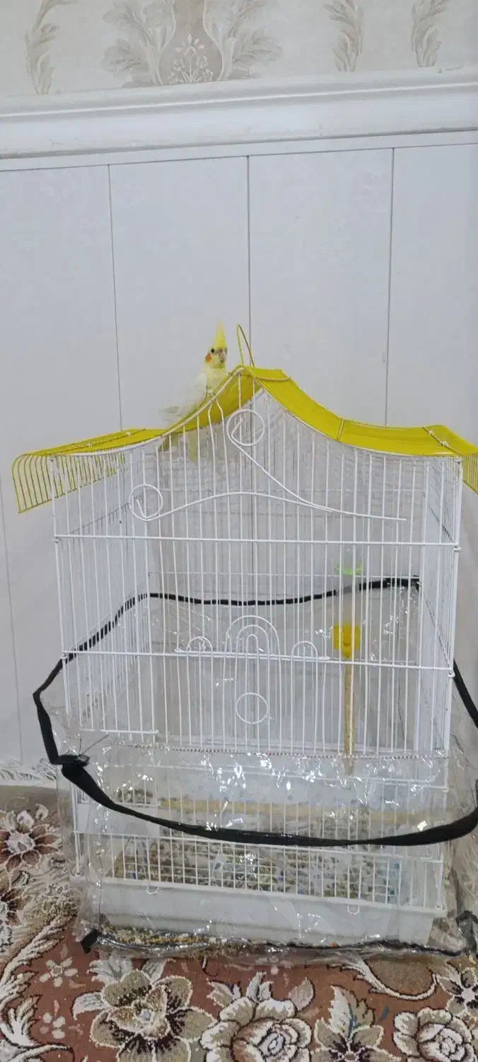 عروس هلندی لوتینو با قفس|پرنده|هندیجان, |دیوار