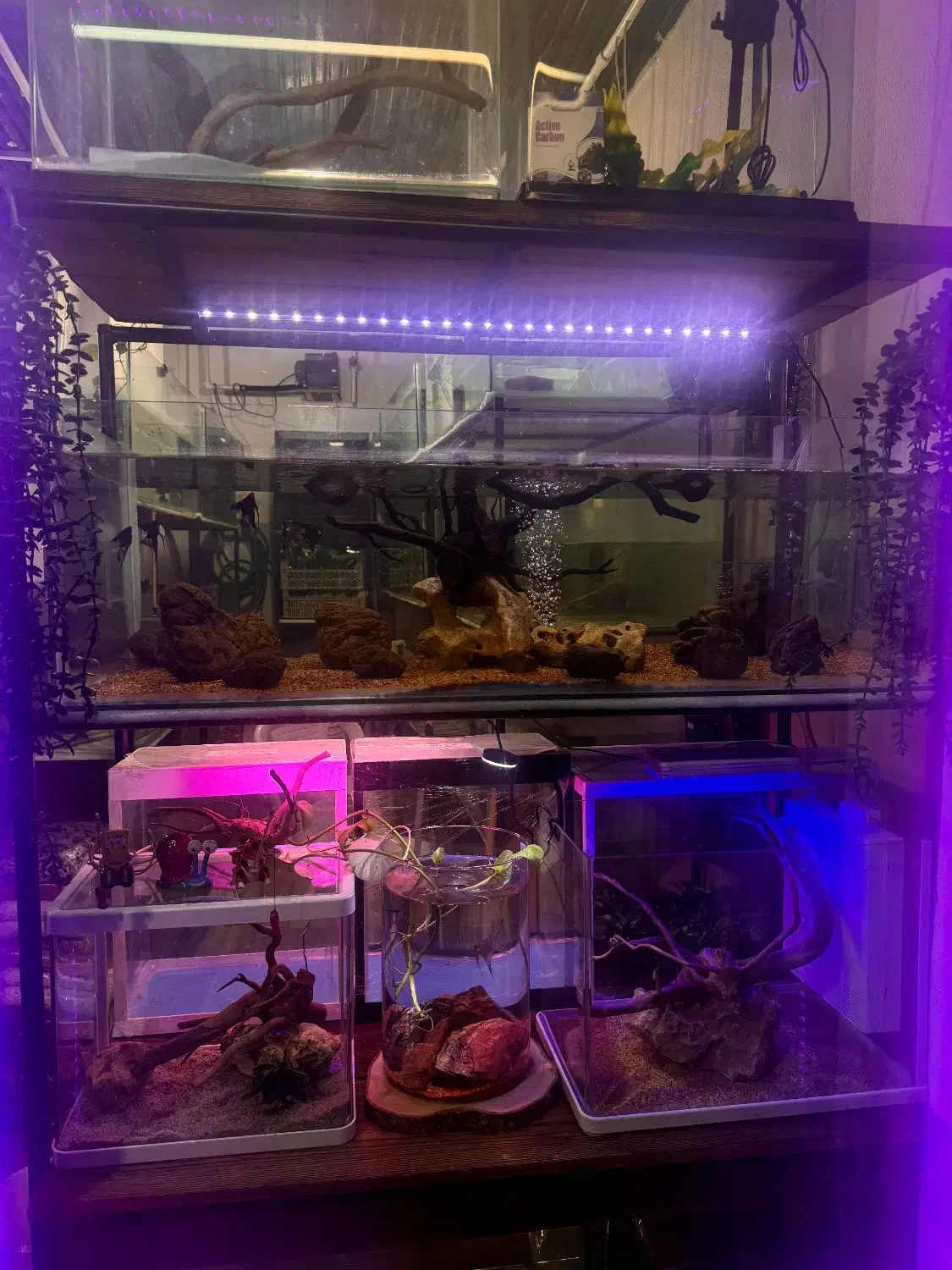 فروشگاه ماهی آکواریومی تجهیزات آکواریوم|ماهی|بندر انزلی, متروپل|دیوار