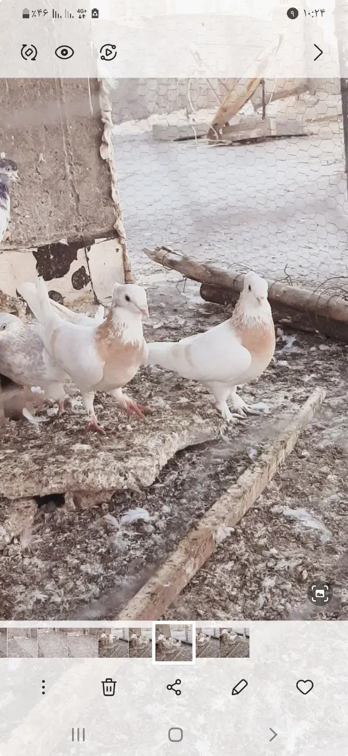 ۲عدد کبوتر نوک قناری|پرنده|پارسآباد, |دیوار