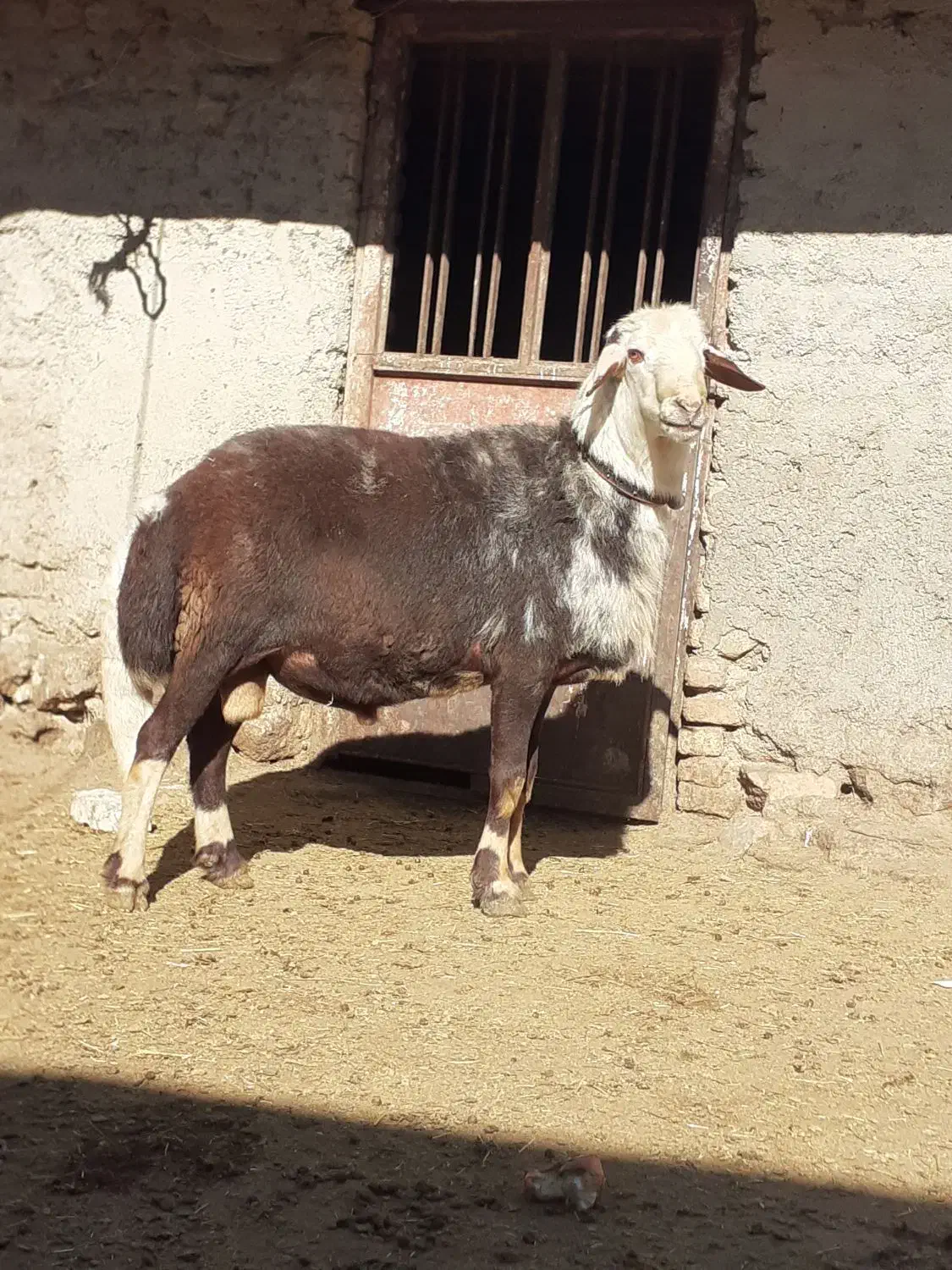 میش. قوچ .بره|حیوانات مزرعه|اشترینان, |دیوار