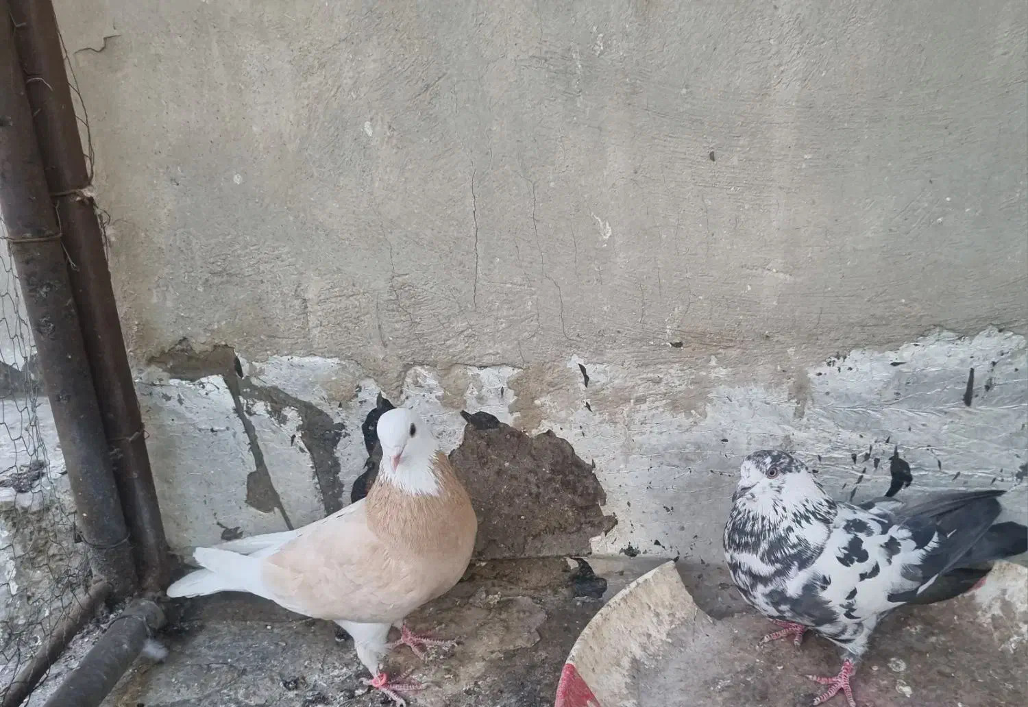 کفتر پرشی|پرنده|فولادشهر, B4|دیوار