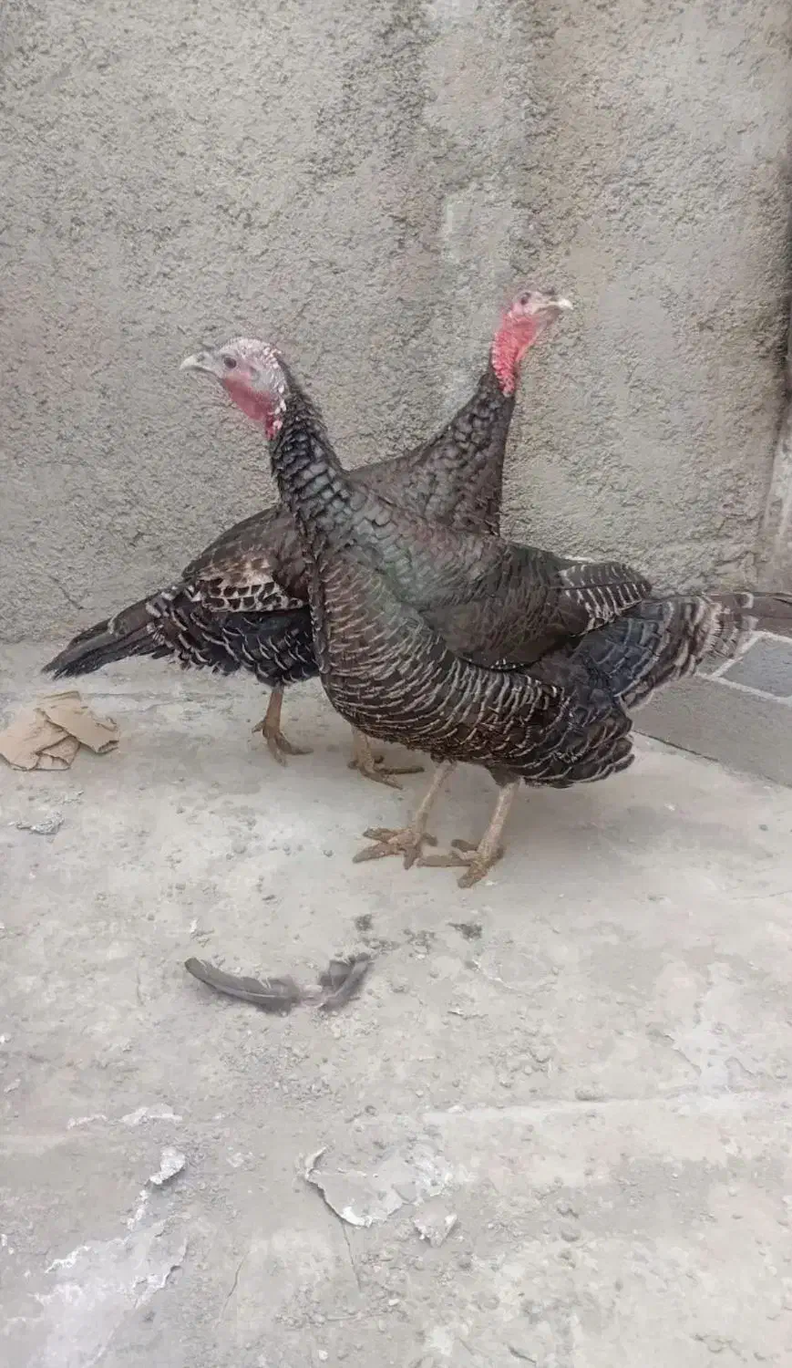 بوقلمون طبیعی|حیوانات مزرعه|اردبیل, |دیوار