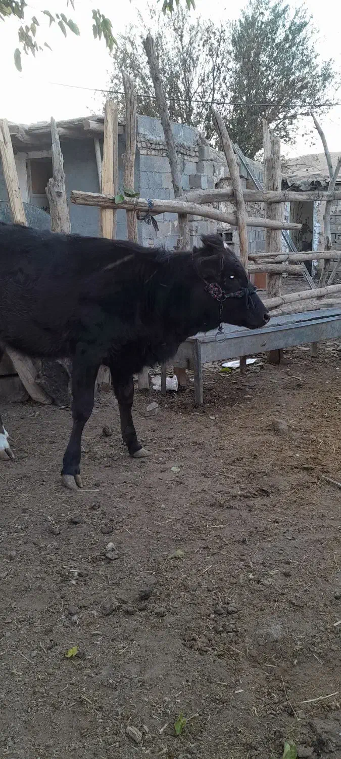 گاو وگوساله|حیوانات مزرعه|هرسین, |دیوار