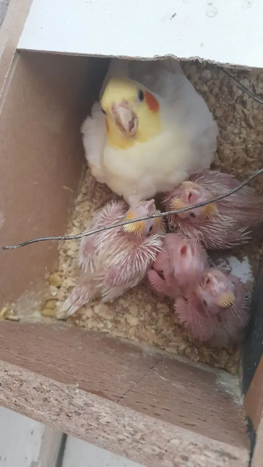 فروش عروس هلندی لوتینیو|پرنده|بهار, |دیوار