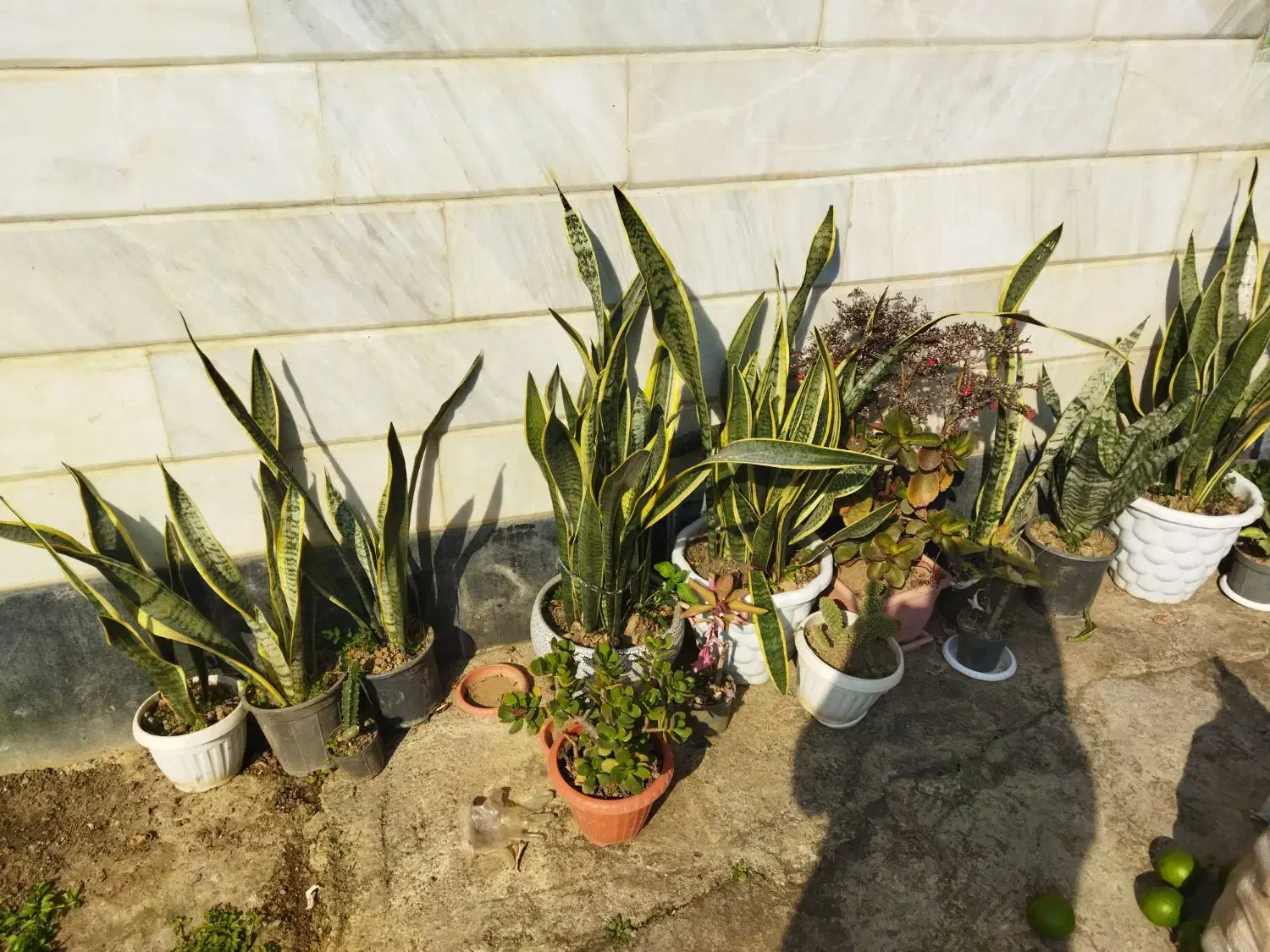 انواع گلهای  طبیعی|گل و گیاه طبیعی|اطاقور, |دیوار