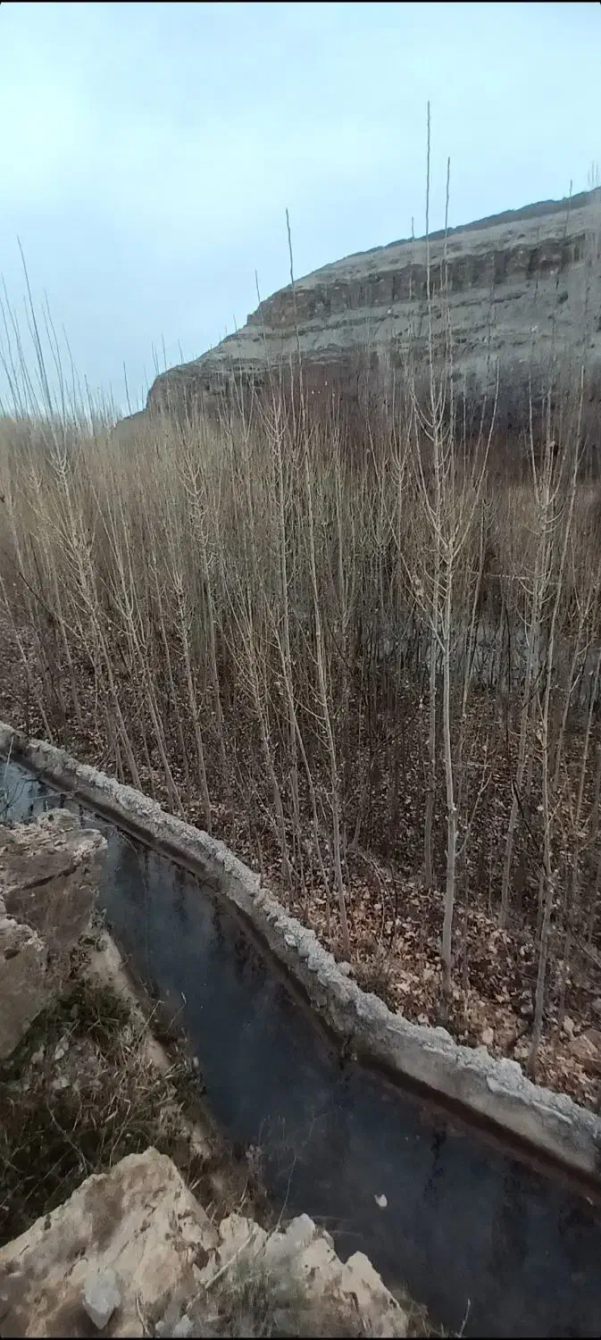 نهال صنوبر تبریزی قیمت مناسب کیفیت بالا|خدمات باغبانی و درختکاری|مشهد, بهمن|دیوار