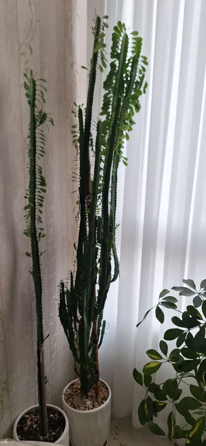 گل طبیعی ایفوربیا|گل و گیاه طبیعی|تهران, جنت‌آباد شمالی|دیوار