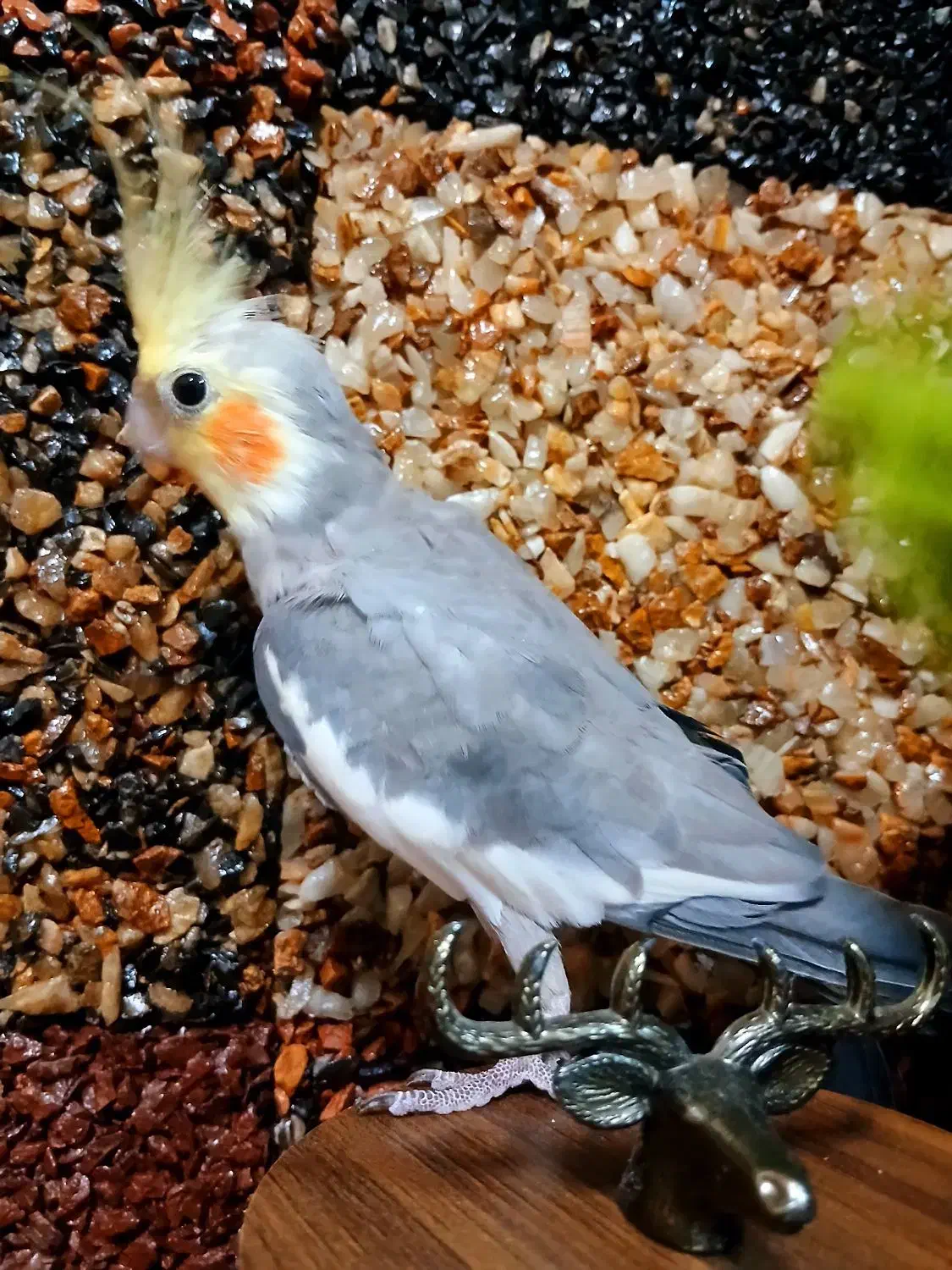 عروس هلندی طوسی|پرنده|گلستان (تهران), |دیوار