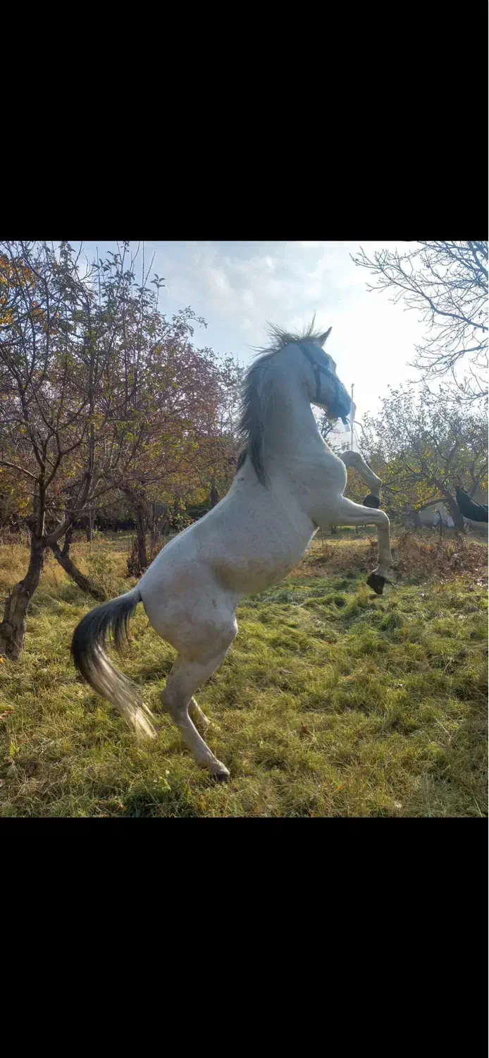 فروش اسب نریان|اسب و تجهیزات اسبسواری|زنجان, |دیوار