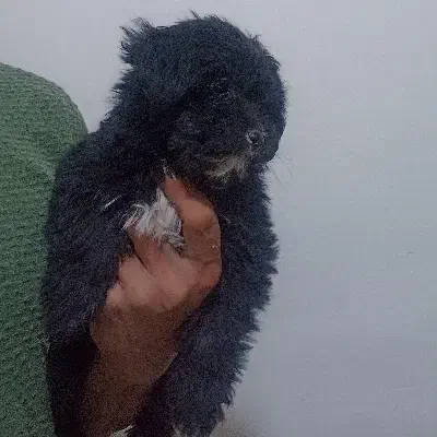 واگذاری سگ شیتزو مالتیز فلت|سگ|پاکدشت, پاکدشت (مامازند)|دیوار