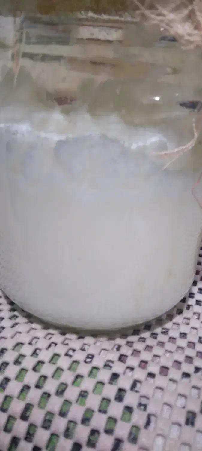 روغن گوسفندی اعلا|خوردنی و آشامیدنی|قم, بکایی|دیوار