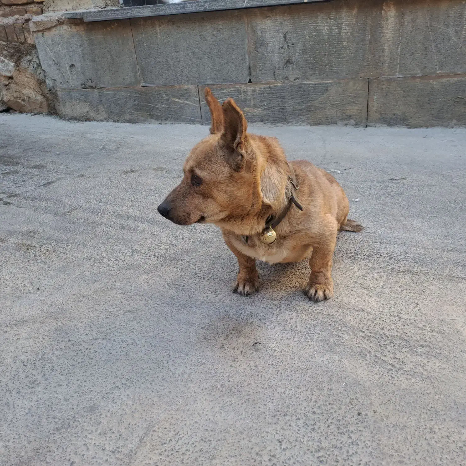 پاپی روباهی|سگ|فارسان, |دیوار