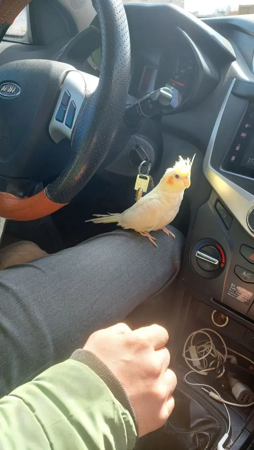 عروس هلندی|پرنده|اصفهان, پوریای ولی|دیوار