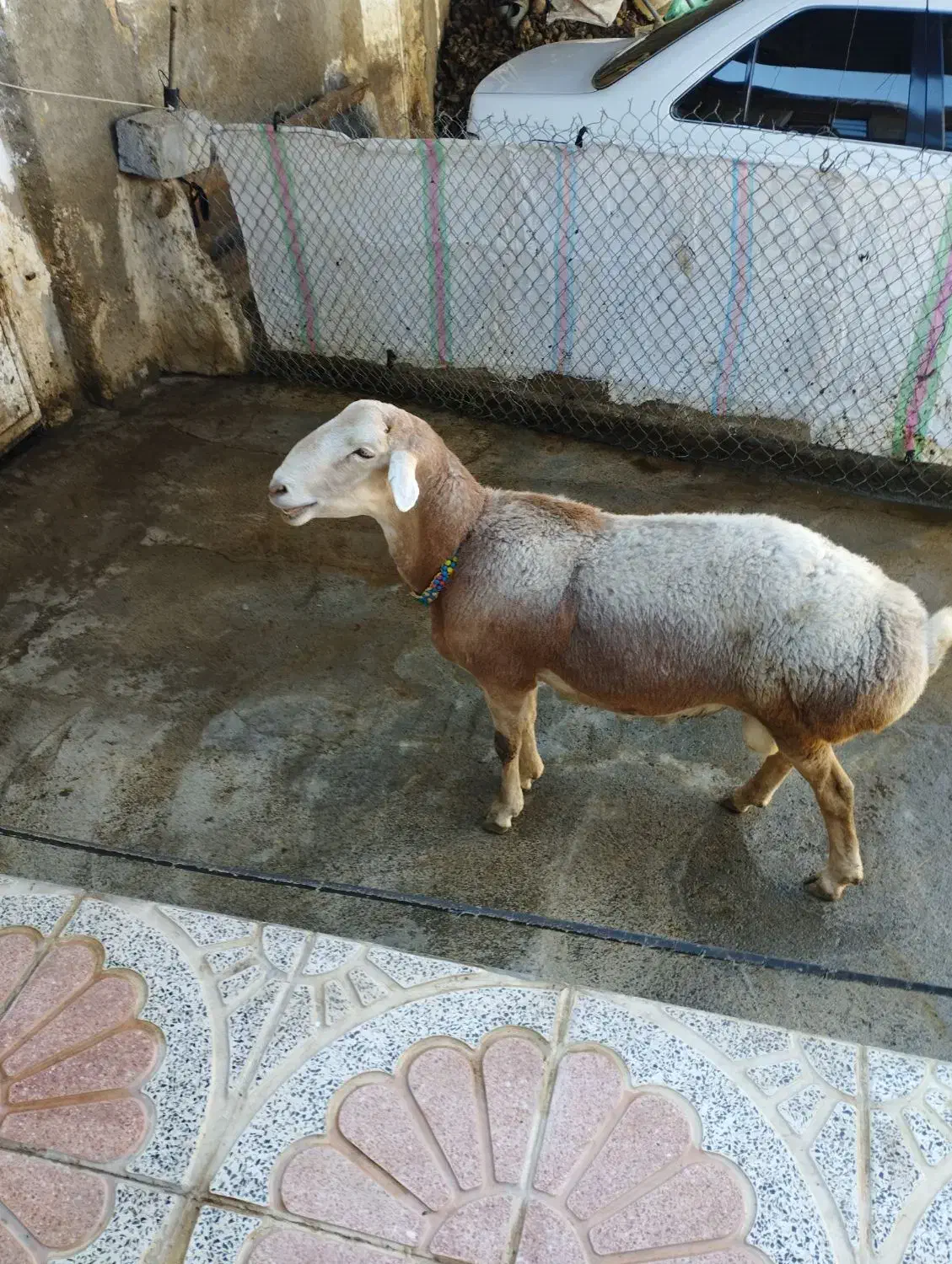 قوچ چینی اصیل|حیوانات مزرعه|دینور, |دیوار