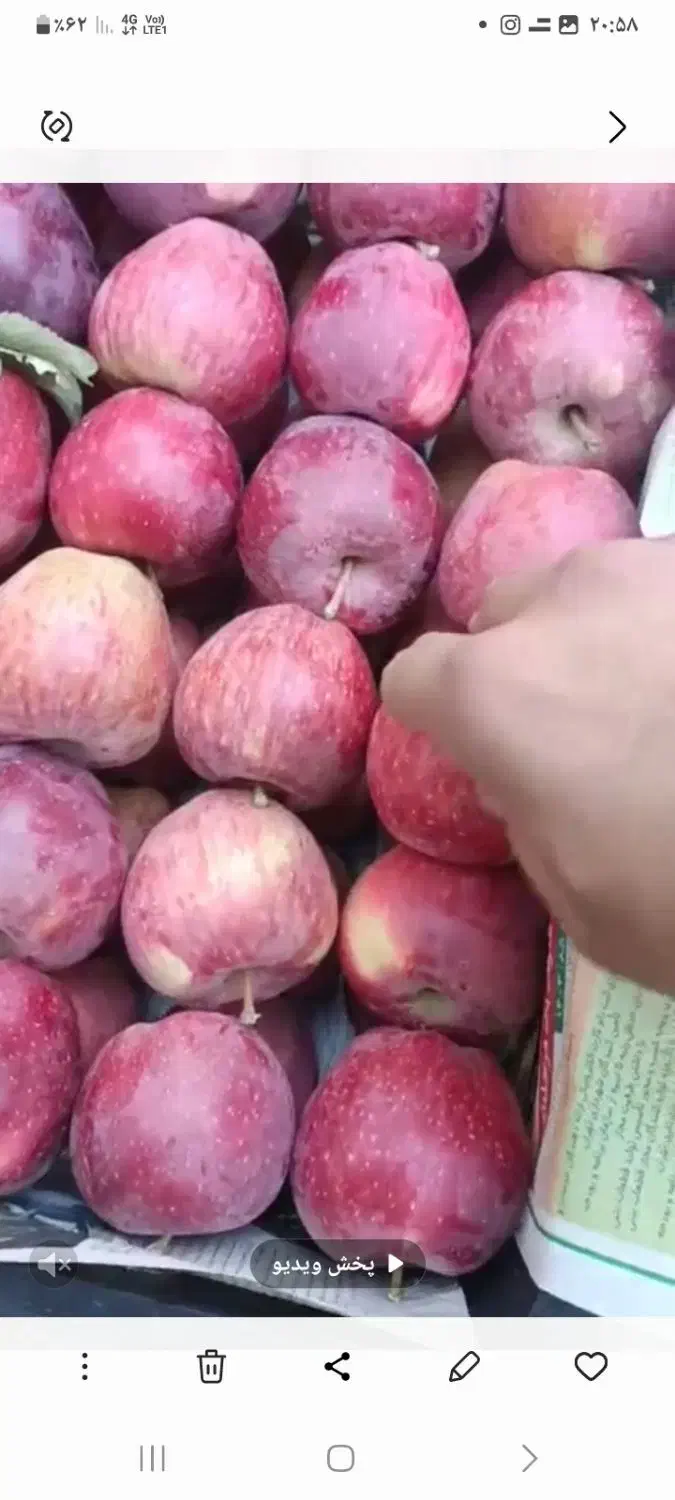سیب قرمز سورتینگ شده صادراتی|خوردنی و آشامیدنی|تهران, افسریه جنوبی|دیوار