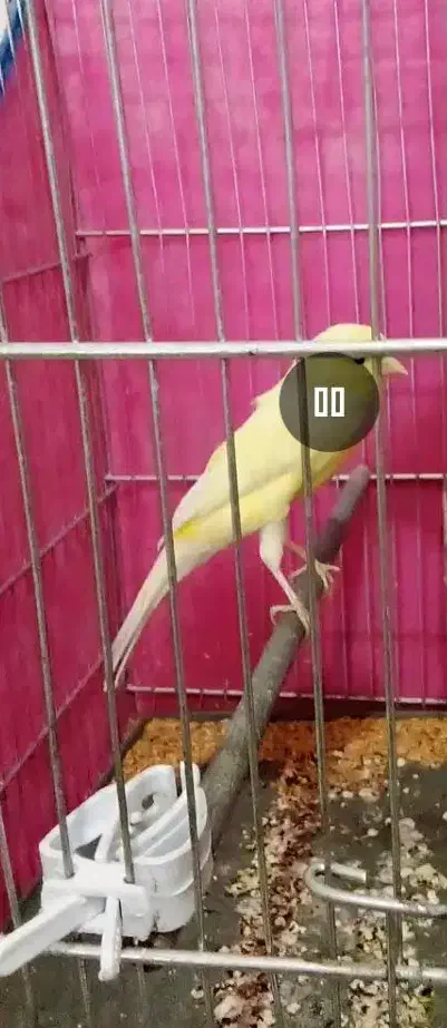 سلام یک جفت قناری|پرنده|قم, قلعه کامکار|دیوار