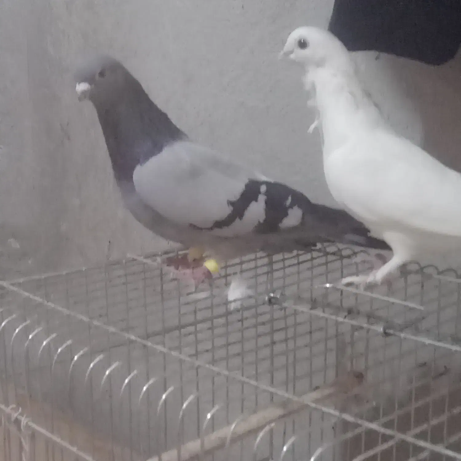 سلام دوستان یک جفت کفتر موشی|پرنده|طسوج, |دیوار