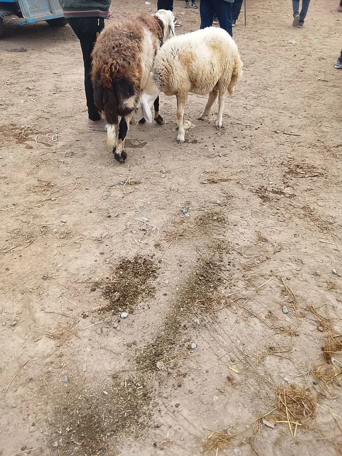 قوچ وبره قوچ|حیوانات مزرعه|آق قلا, |دیوار