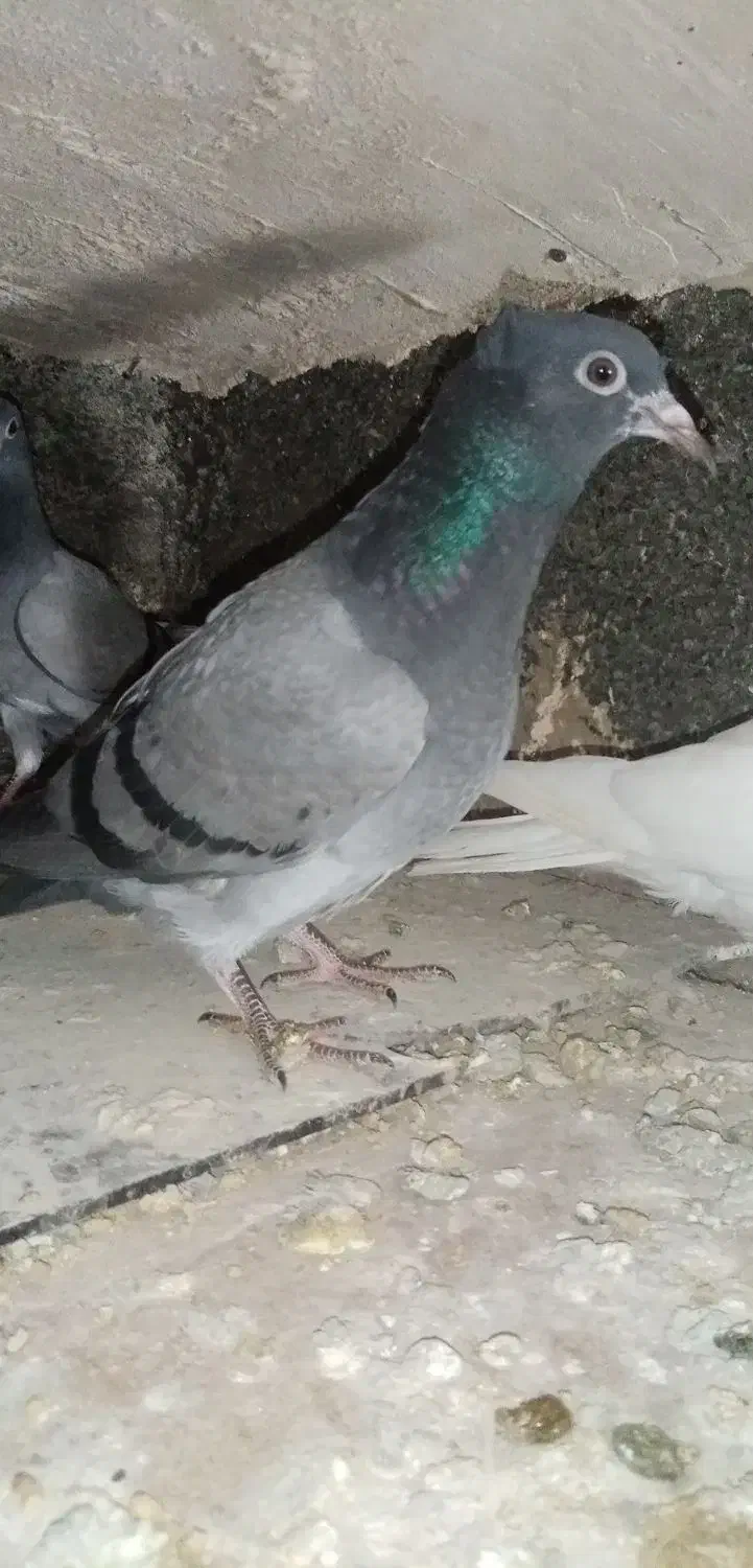 کبوتر سبز  کاکلی|پرنده|تربت‌حیدریه, باغ سلطانی|دیوار