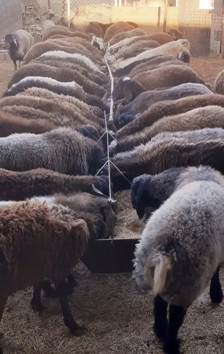 رشد سریع بره پرواری و مقاوم وشیرا شدن داشتی|حیوانات مزرعه|اصفهان, ارزنان|دیوار