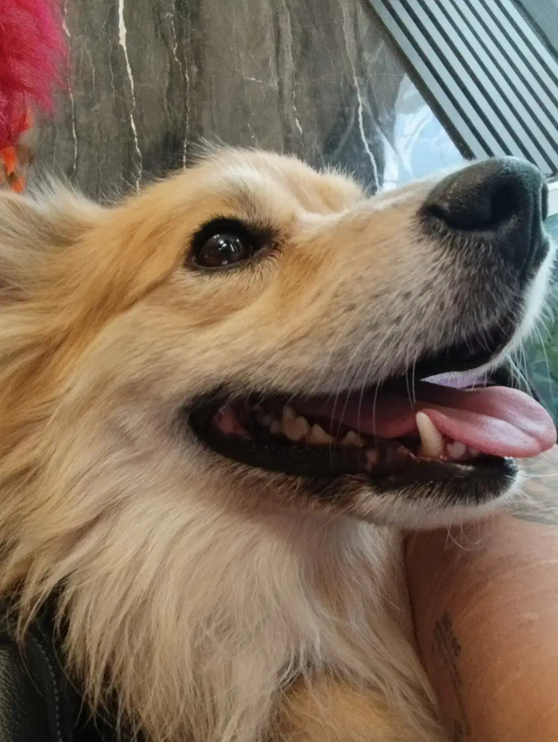 واگذاری یه قلاده هاپو کوچولو|سگ|شیراز, سیاه سنگ|دیوار