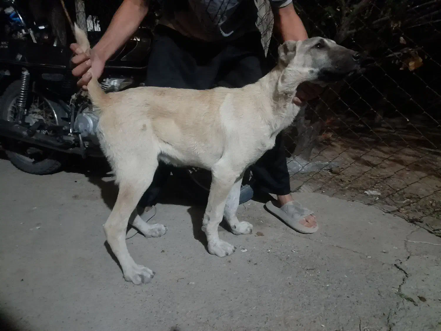 توله سگ سرابی۵ماهه|سگ|میانه, |دیوار