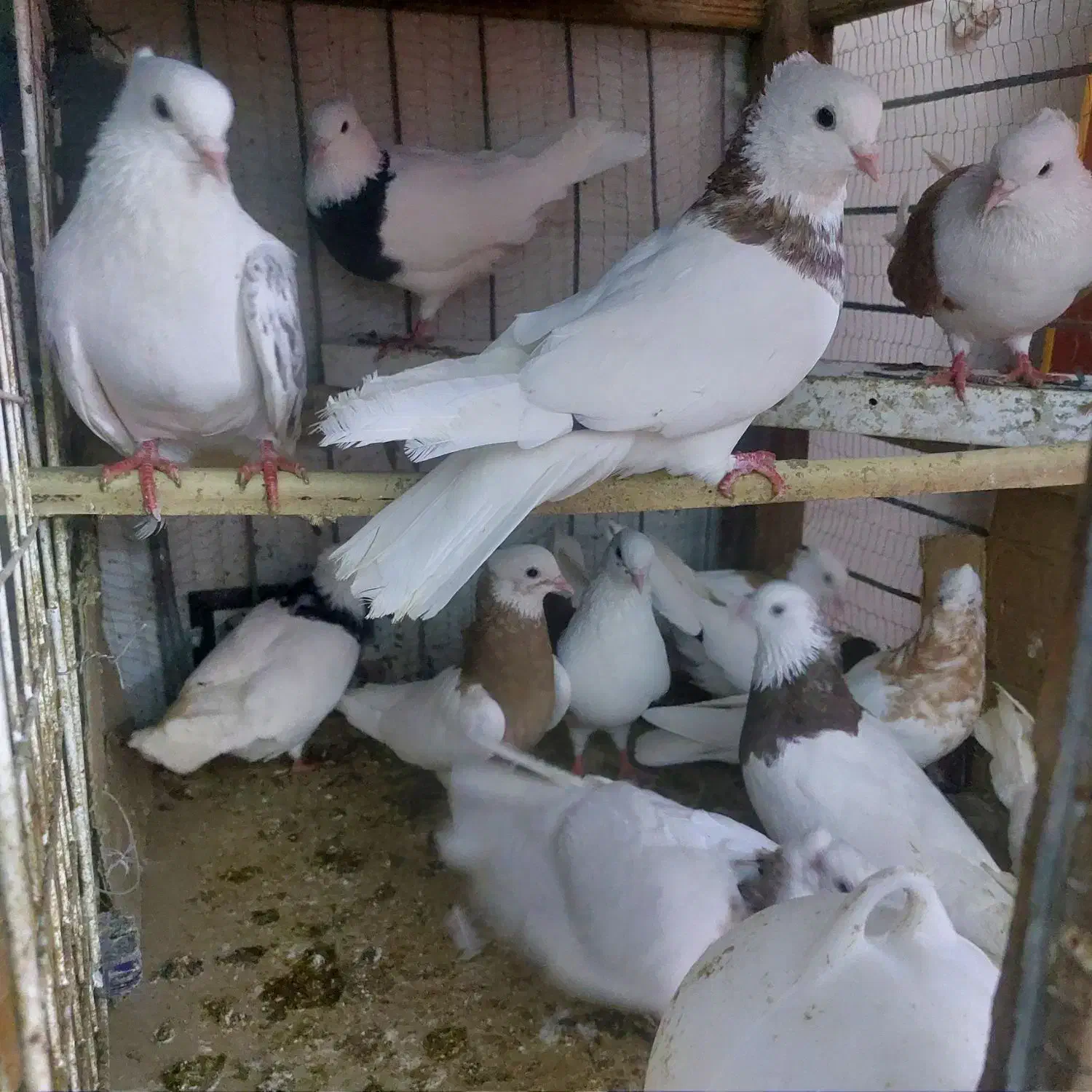 کفترطوقی|پرنده|خرمشهر, |دیوار