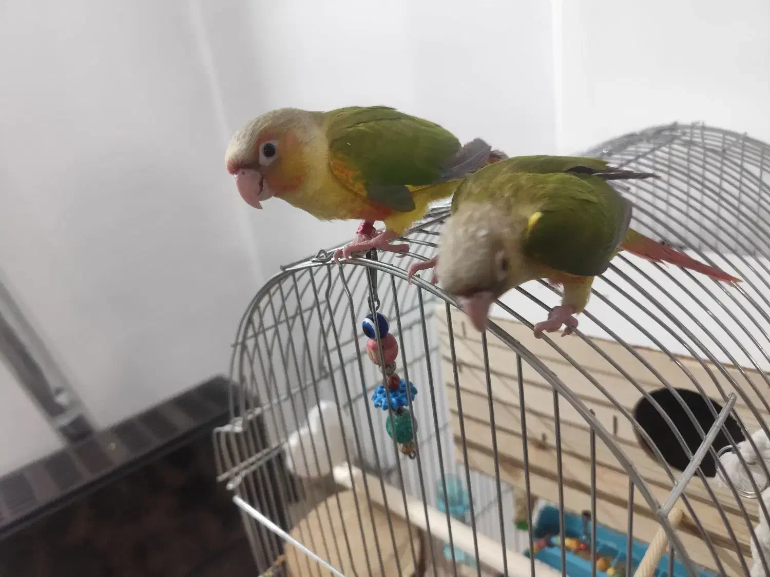 طوطی|پرنده|مشکیندشت, |دیوار