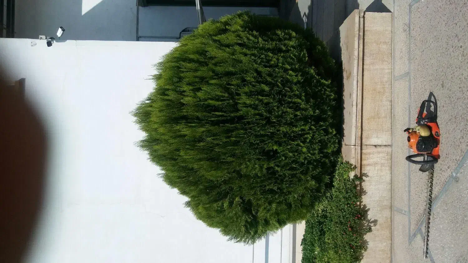 انجام کارهای فضای سبزوباغبانی|خدمات باغبانی و درختکاری|هشتگرد, هشتگرد قدیم|دیوار