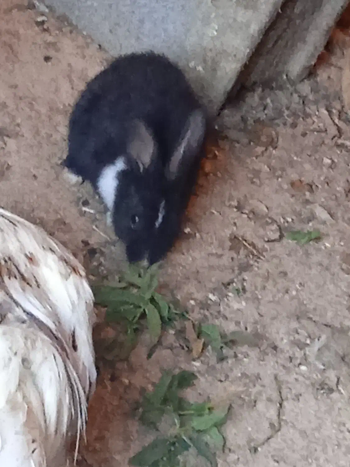 توله خرگوش|موش و خرگوش|لاران, |دیوار