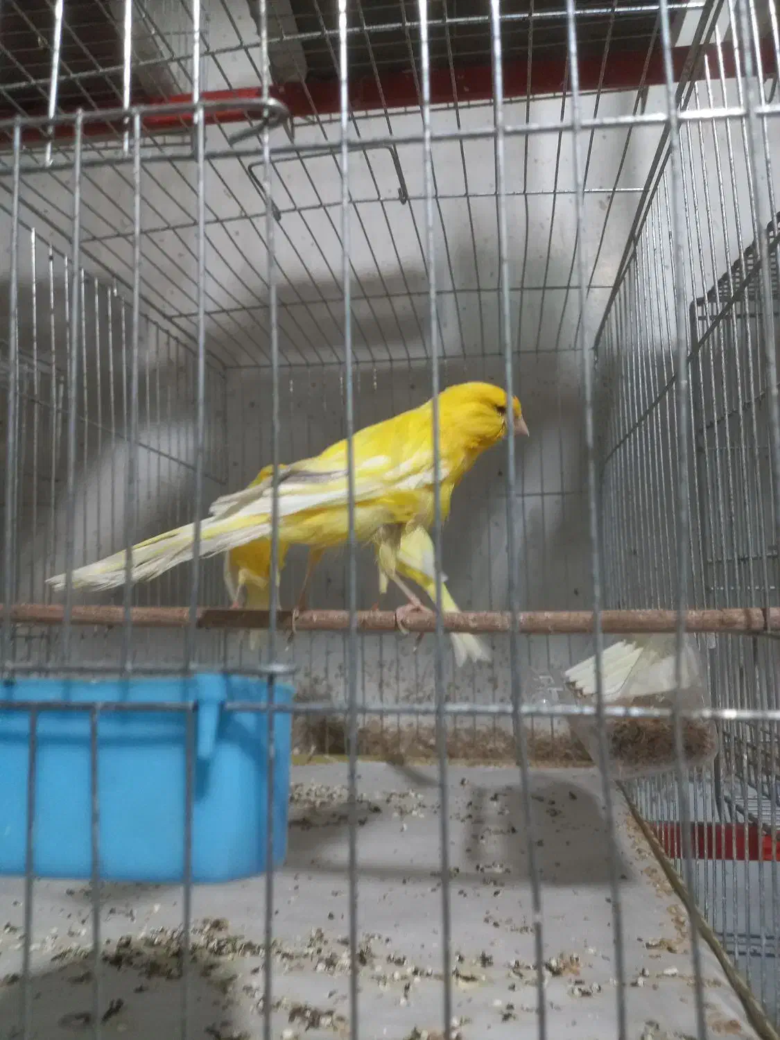 قناری بلند|پرنده|بندر انزلی, ناسیونال|دیوار