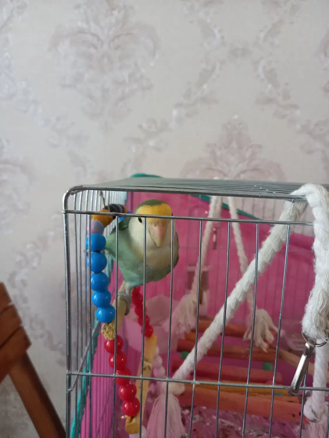 کوتوله برزیلی|پرنده|مهاجران, |دیوار