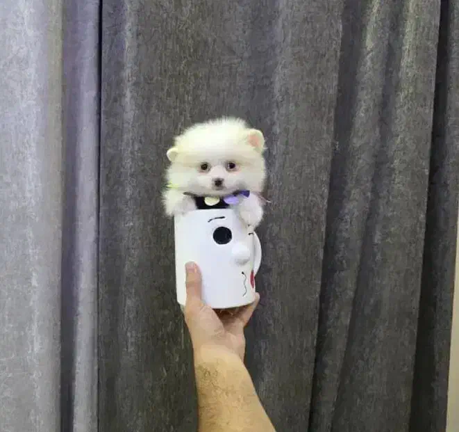 مینی فنقلی های پر انرژی و باهوش|سگ|کرمانشاه, |دیوار