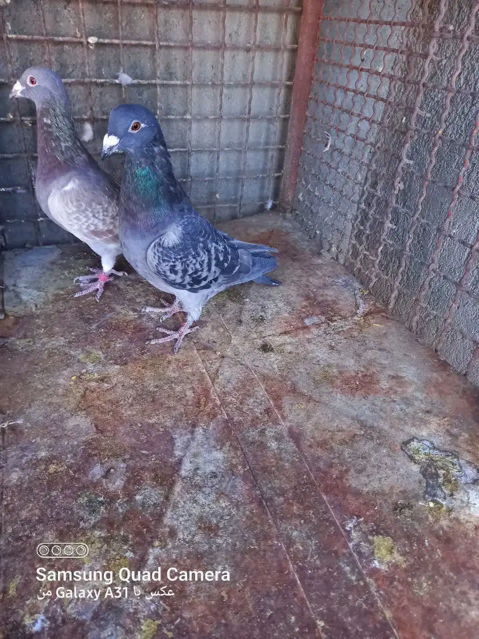 کبوتر شکار|پرنده|فردوس (خراسان), |دیوار