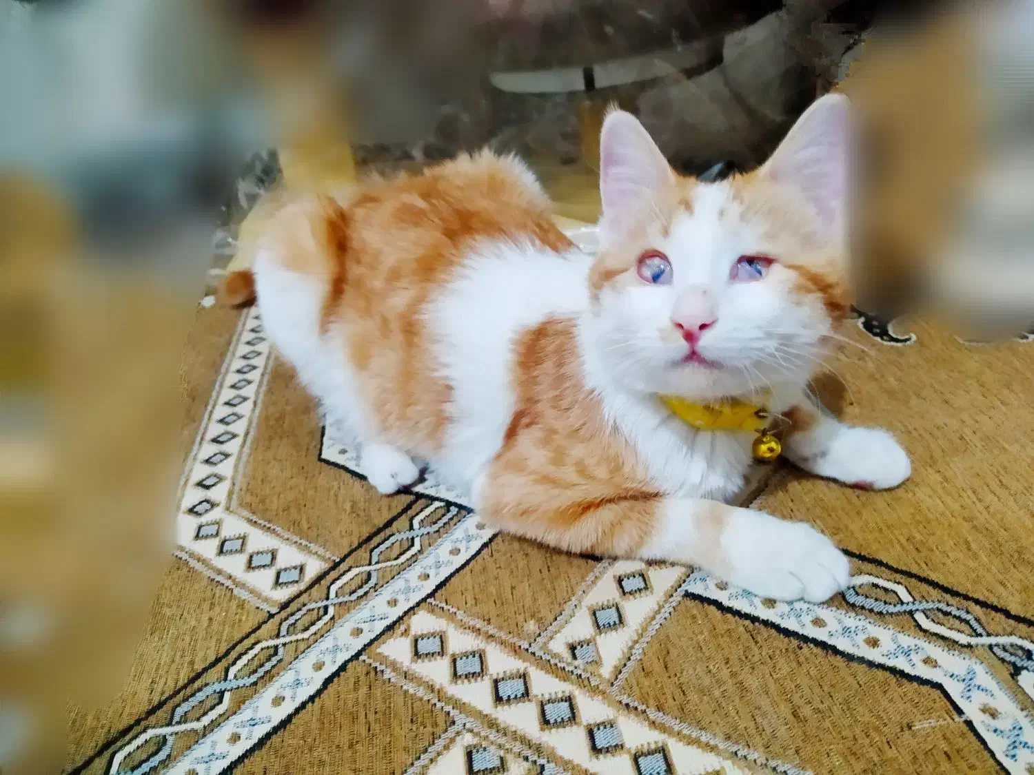 گربه DSHماده سفید و خوشگل فروش فوری|گربه|شاهینشهر, شهرک میلاد|دیوار