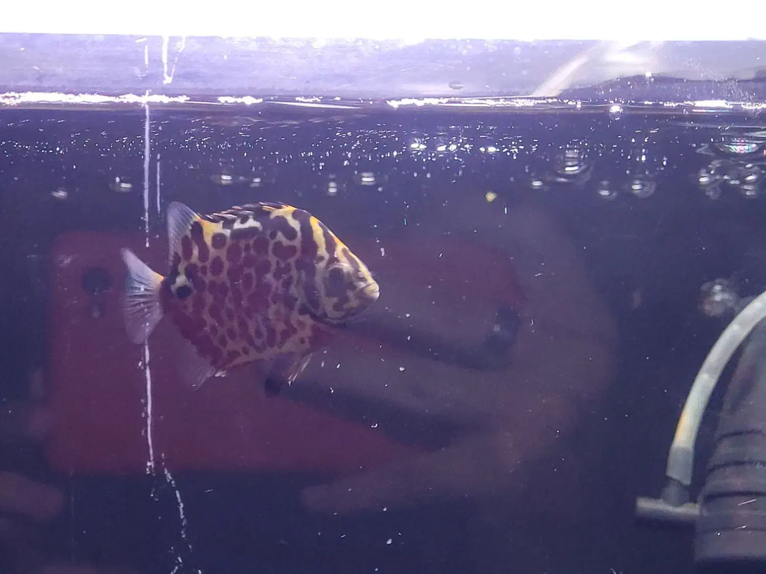 ماهی گرین اسکات|ماهی|زاهدان, |دیوار