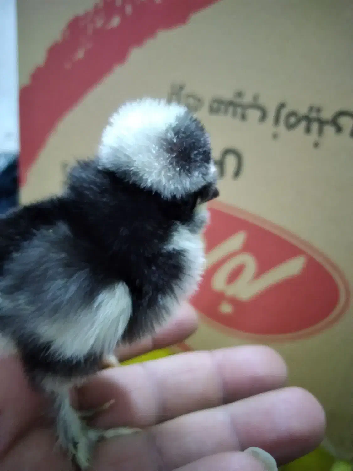 مرغ کرچ خریدارم|حیوانات مزرعه|قم, باجک یک|دیوار