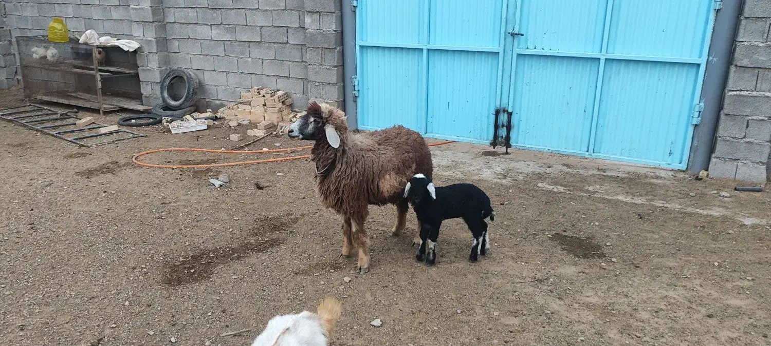 فروش فوری|حیوانات مزرعه|امیدیه, |دیوار